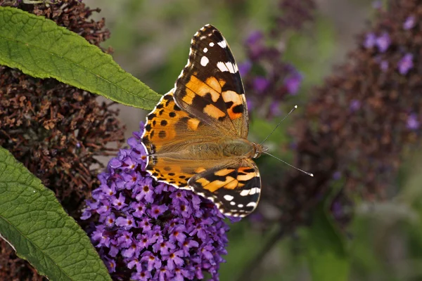 Farfalla dipinta (Vanessa cardui) su Buddleja davidii, Imperatore Viola — Foto Stock