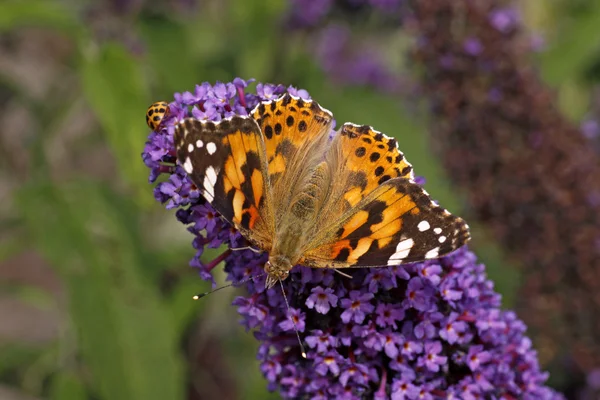 Farfalla dipinta (Vanessa cardui) su Buddleja davidii, Imperatore Viola — Foto Stock