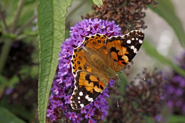 Geverfde Dame vlinder (vanessa cardui) op buddleja davidii, paarse keizer — Stockfoto