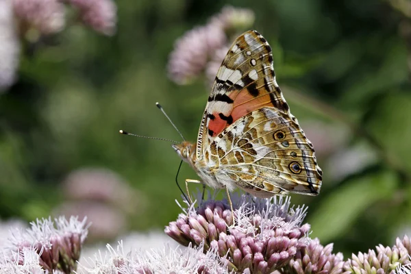 Lackierter Schmetterling, vanessa cardui, cynthia cardui — Stockfoto