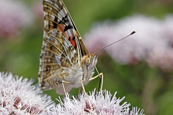 Lackierter Schmetterling, vanessa cardui, cynthia cardui — Stockfoto