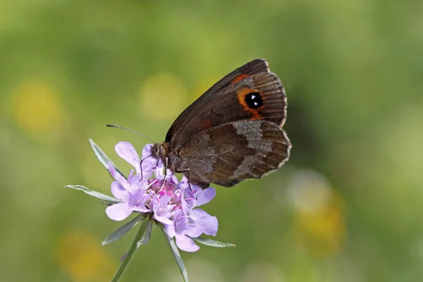 Przestrojnik trawnik alpejskie motyla Erebia, brązowy z Włoch, Europy — Zdjęcie stockowe