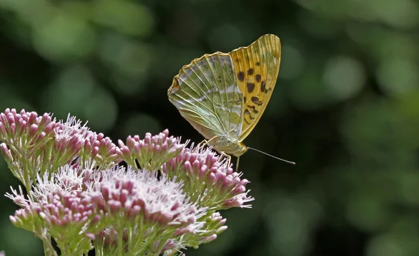 Серебряная бабочка (Argynnis paphia) на Евпатории — стоковое фото