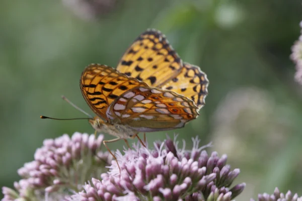 Perlmutterfalter-Schmetterling auf Hanf-Landwirtschaft, Eupatorium cannabinum, Italien — Stockfoto