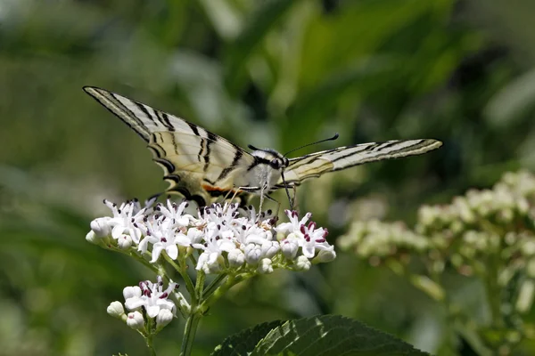 Scarce Swallowtail butterfly in summer, Iphiclides podalirius — Stock Photo, Image