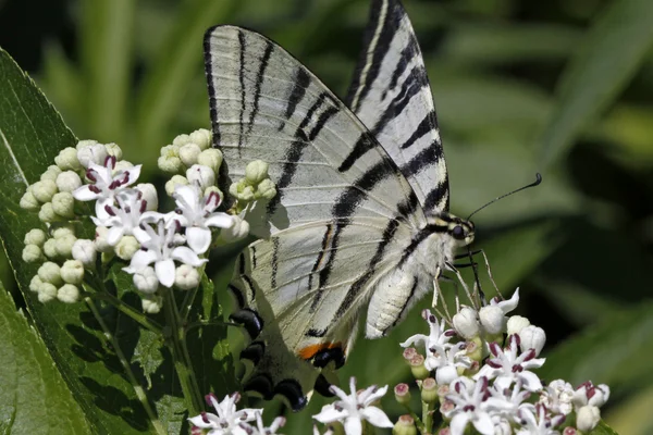 Scarce Swallowtail butterfly in summer, Iphiclides podalirius , Europe — Stock Photo, Image