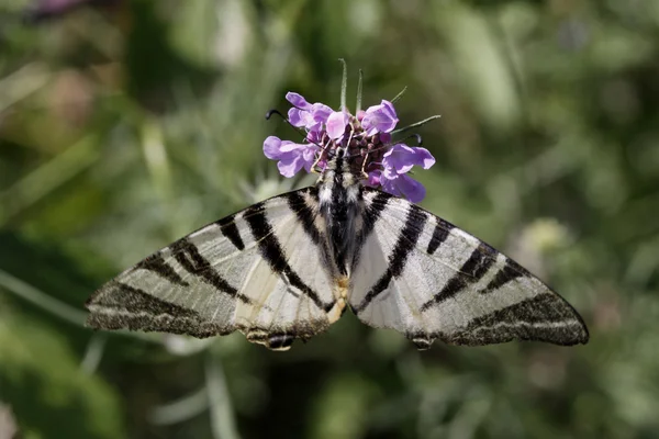 Iphiclides podalirius, Scarce Swallowtail butterfly in summer, Italy — Stock Photo, Image