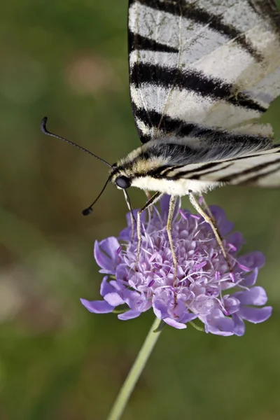 Iphiclides podalirius, knappa swallowtail sitter på en scabious blomma — Stockfoto