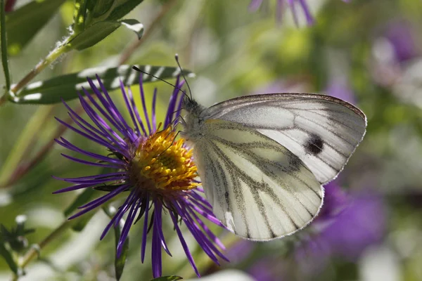 Зелений жильний білий метелик (napi Білан) на новій Англії Aster в Німеччині — стокове фото