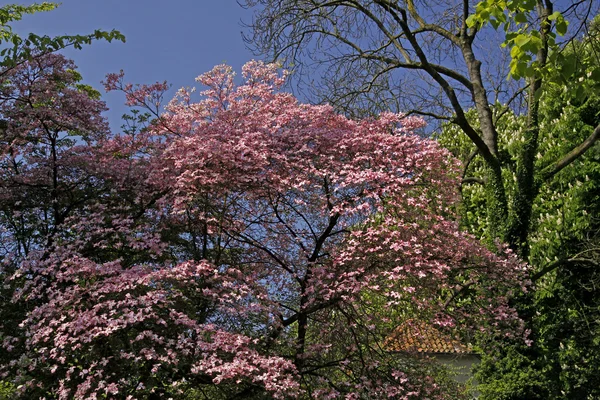 Dereń drzewo z różowe kwiaty, cornus florida rubra, Niemcy, Europa — Zdjęcie stockowe