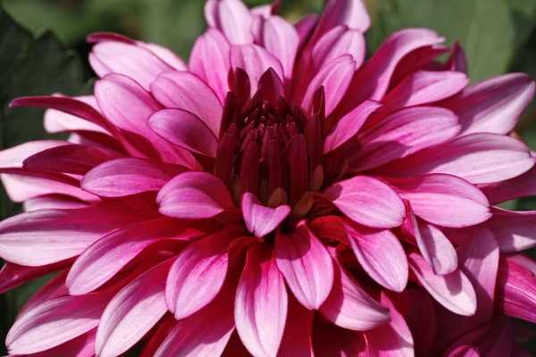 Гибридная галерея Далии Нуво, крупным планом летний цветок — стоковое фото