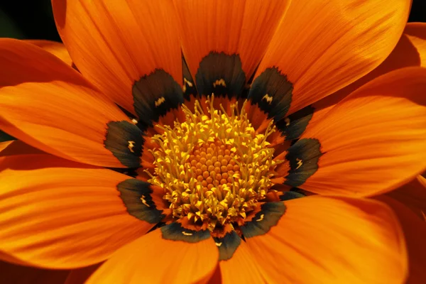 Detalj av en orange gazania hybrid, trädgård blomma i Europa — Stockfoto