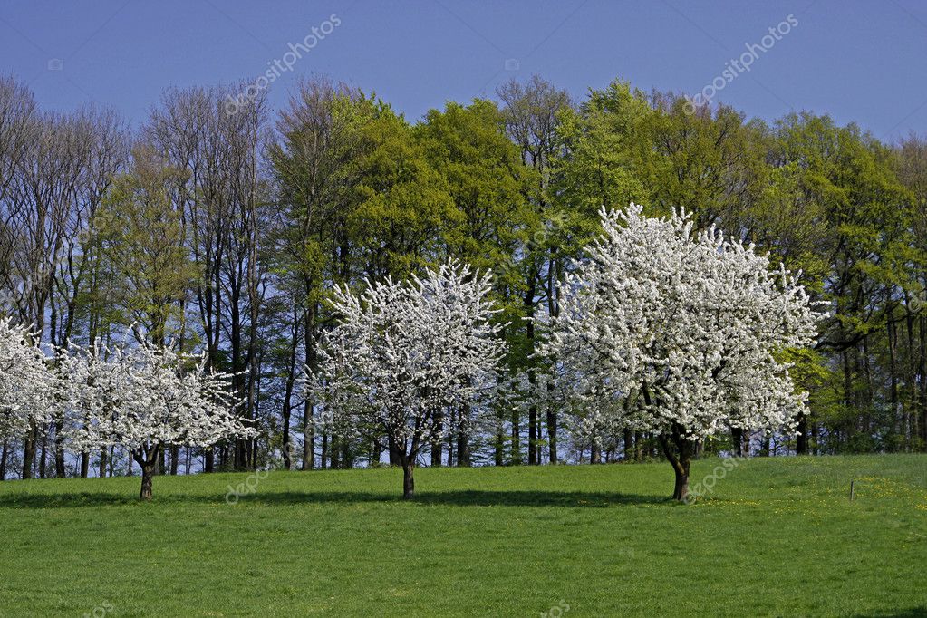 Spring landscape in Hagen, Lower Saxony, Germany, Europe — Stock Photo