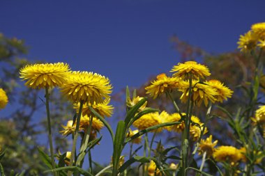 Golden Everlasting, Helichrysum bracteatum flower in spring, Germany clipart