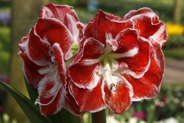 Hippeastrum hibrid, nergis zambağı