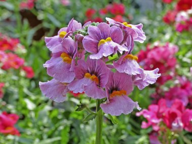 nemesia melez melek badem, nemesie