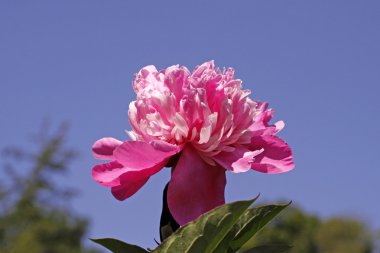 Paeonia lactiflora, Common garden peony, Chinese Peony clipart