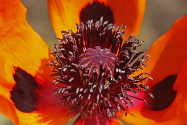 gelincik orientale, oriental poppy Bahar, Almanya