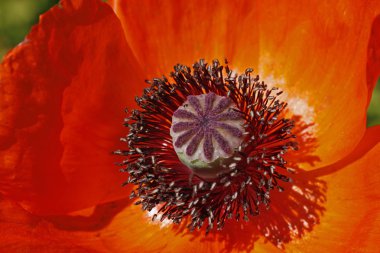 gelincik orientale, oriental poppy Almanya, Avrupa