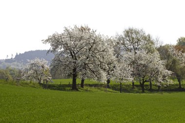 alan bahar, hagen, kiraz ağaçları ile Aşağı Saksonya, Almanya, Avrupa