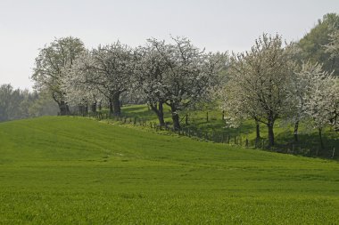 Baharda kiraz ağaçları, Hagen, Aşağı Saksonya, Almanya, Avrupa