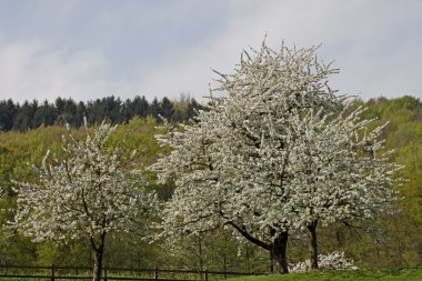 Baharda kiraz ağaçları, Hagen, Aşağı Saksonya, Almanya, Avrupa