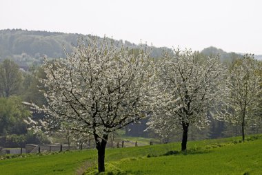 Baharda kiraz ağaçları, Hagen, Aşağı Saksonya, Almanya, Avrupa