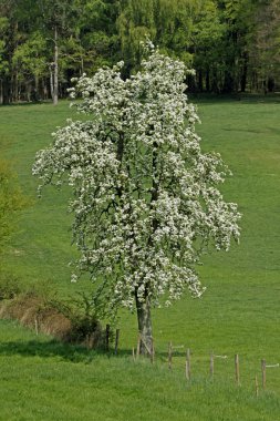 Aşağı Saksonya, Almanya, Avrupa'nın armut ağacı
