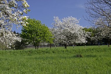 Baharda kiraz ağaçları, Hagen, Aşağı Saksonya, Almanya, Avrupa