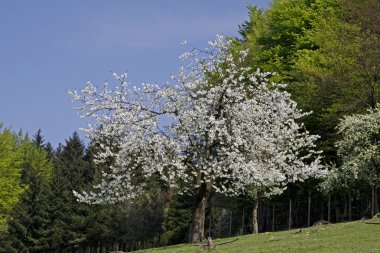 Baharda kiraz ağaçları, Hagen, Aşağı Saksonya, Almanya, Avrupa