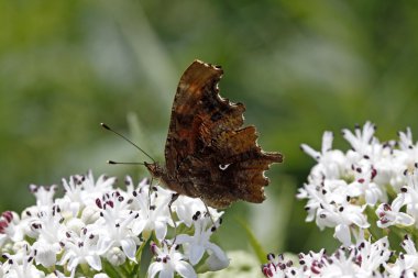 yaşlı cüce virgülle kelebeği (nymphalis c-albüm, polygonia c-albüm)