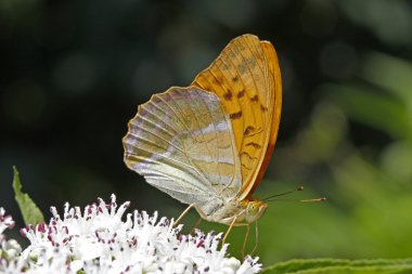 argynnis paphia, gümüş yıkadım fritillary yaşlı Bush İtalya, Avrupa