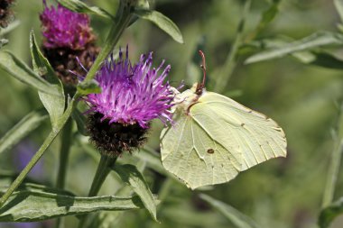 Almanya, Avrupa knapweed üzerinde ortak kükürt (gonepteryx rhamni)