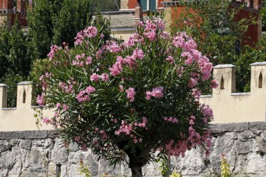 Garda, lake garda, veneto, İtalya, Avrupa'nın gezinti oleander ağaca