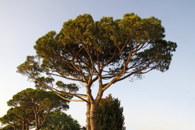 akşam hafif lazise, veneto, İtalya, Avrupa promenade çam