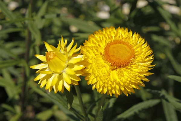 Arany örök virág, tavaszi, Helichrysum bracteatum, Németország — Stock Fotó