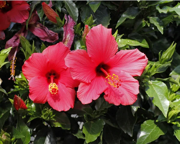 Розовый маллоу, Hibiscus faba-sinensis, Цветок обуви, Китайская роза — стоковое фото