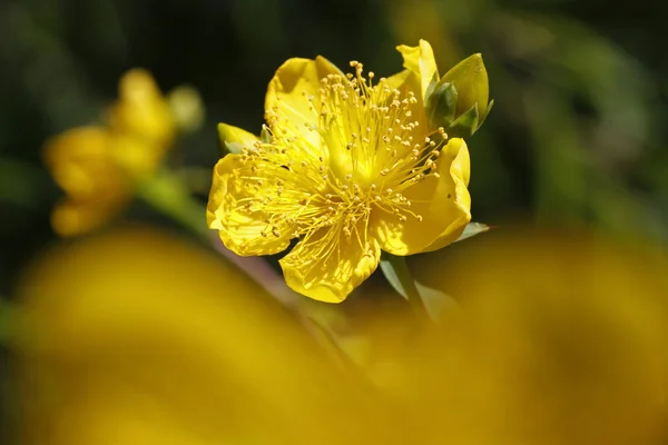 Irish Tutsan (Hypericum pseudohenryi) also St. Johns Wort flower, Germany, — Stock Photo, Image