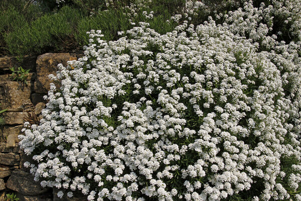 Iberis sempervirens, Perennial candytuft, Evergreen candytuft