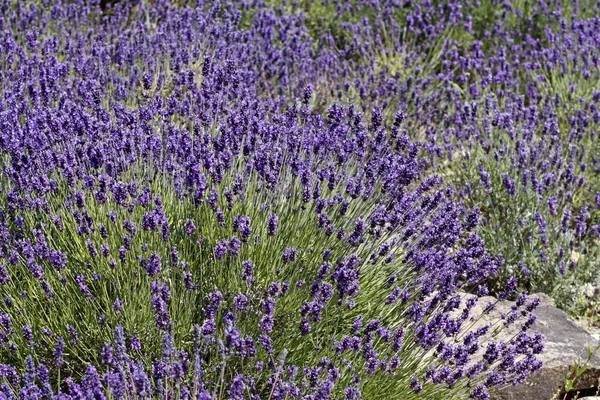 从法国南部的普罗旺斯的常见薰衣草 (薰衣草) — 图库照片