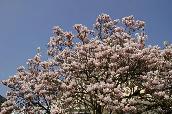 Spodek magnolia, hybrydowy magnolii, magnolia x soulangeana — Zdjęcie stockowe