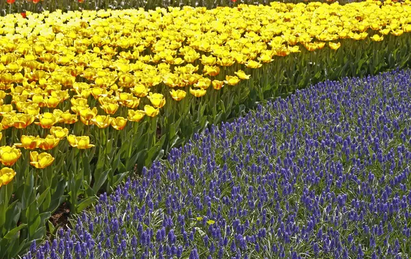 GRAPE hyacinty, záhonu s Modřenec arménský a tulipány v Holandsku — Stock fotografie