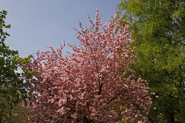 在德国日本樱花树 — 图库照片