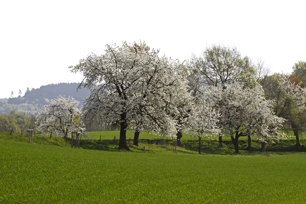 Field with cherry trees in spring, Hagen, Lower Saxony, Germany, Europe — Stock Photo, Image