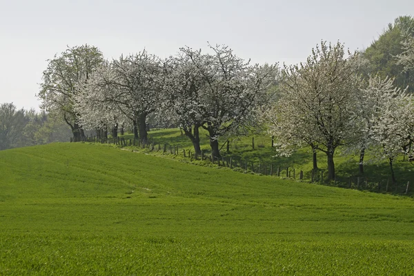 Cseresznyefák tavasszal, Hagen, Alsó-Szászország, Németország, Európa — Stock Fotó