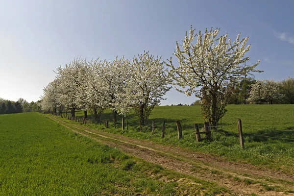 Sendero con cerezos en Hagen, Baja Sajonia, Alemania, Europa — Foto de Stock