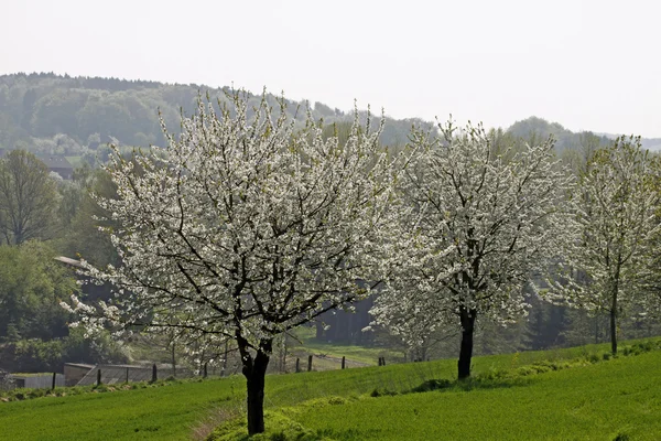 봄의 벚나무, 하겐, 로어 색스니, 독일, 유럽 — 스톡 사진