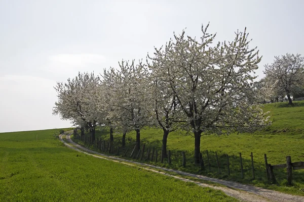 하 겐, 낮은 색 소니, 독일, 유럽에서 벚꽃 나무와 보도 — 스톡 사진