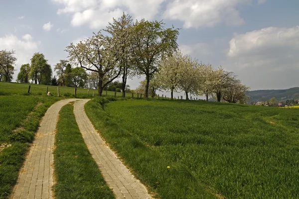 Footpath with cherry trees in Hagen, Lower Saxony, Germany, Europe — Stock Photo, Image