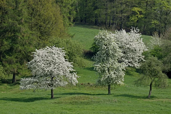 Весенний пейзаж в Озиле, Нижняя Саксония, Германия, Европа — стоковое фото